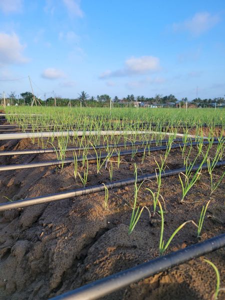 Hệ thống tưới cho cây hành lá tự động