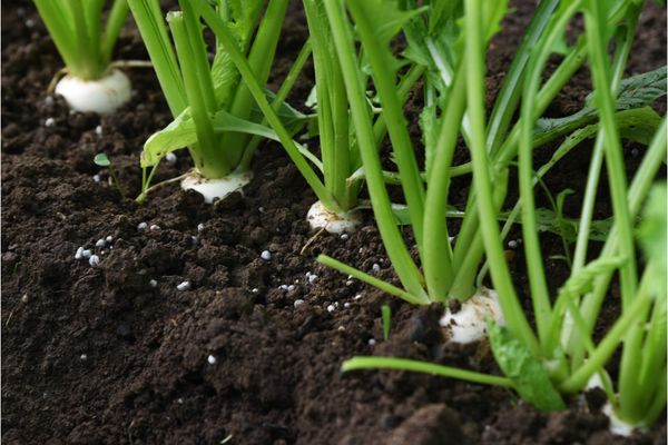 Hệ thống tưới cho cây củ cải Năng Suất Vượt Trội Với Super 10 PC