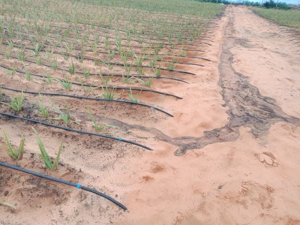 Hệ thống tưới cho cây nha đam Tự động