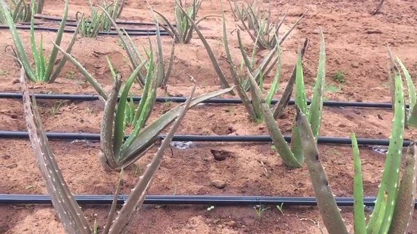 Hệ thống tưới cho cây nha đam Tự động