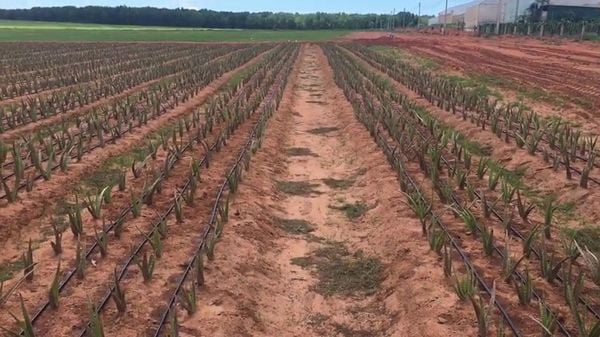 Hệ thống tưới cho cây nha đam Tự động