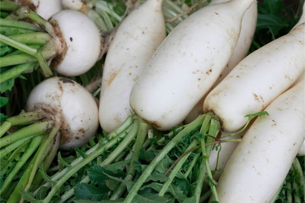 Hệ thống tưới cho cây củ cải Năng Suất Vượt Trội Với Super 10 PC