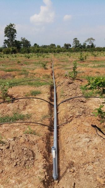 Hệ thống tưới cho cây ổi Tự động