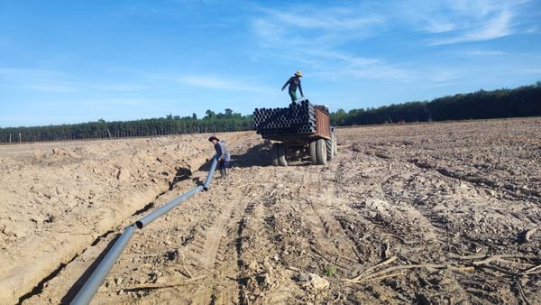 Hệ thống tưới cho cây mía Năng suất cao