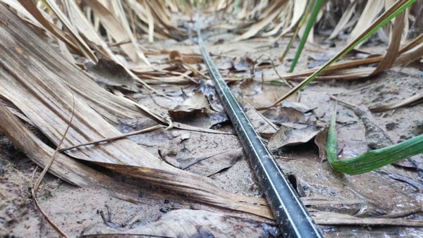 Hệ thống tưới cho cây mía Năng suất cao