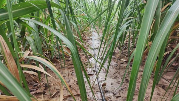 Hệ thống tưới cho cây mía Năng suất cao