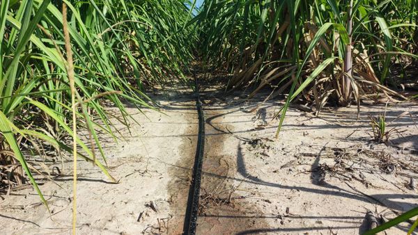 Hệ thống tưới cho cây mía Năng suất cao