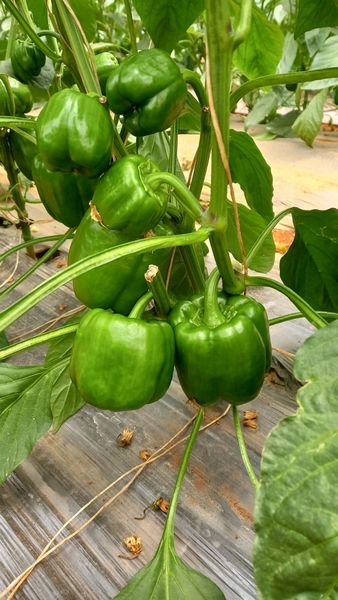 Hệ thống tưới cho cây ớt chuông Năng Suất Cao