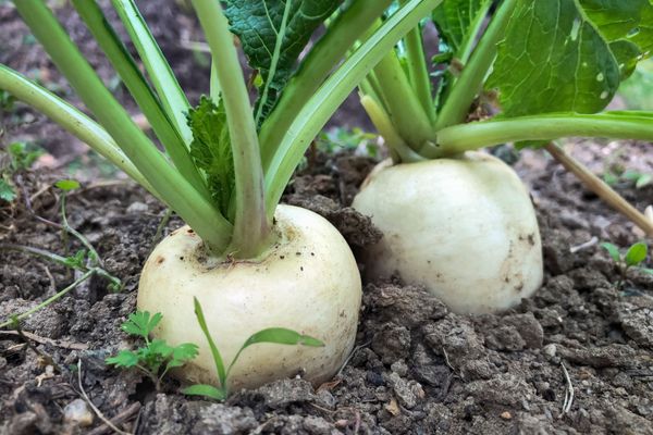 Hệ thống tưới cho cây củ cải Năng Suất Vượt Trội Với Super 10 PC