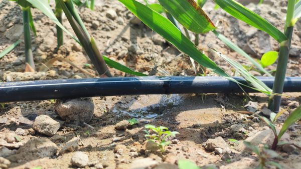 Hệ thống tưới cho cây mía Năng suất cao