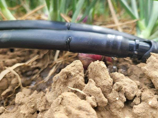 Hệ thống tưới cho cây hành lá tự động