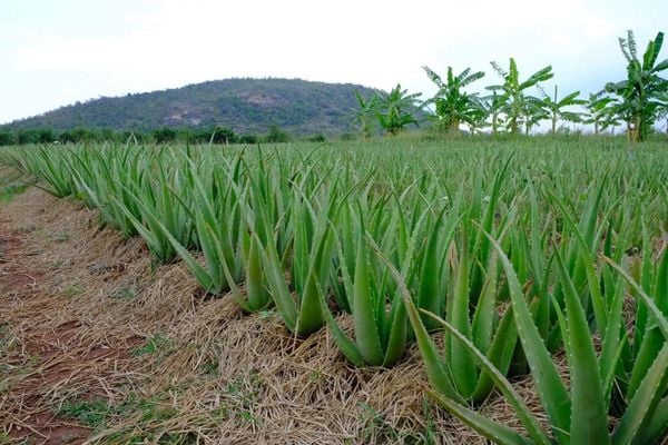 Hệ thống tưới cho cây nha đam Tự động