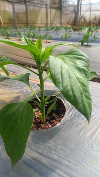 Hệ thống tưới cho cây ớt chuông Năng Suất Cao