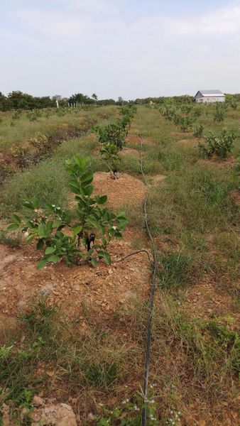 Hệ thống tưới cho cây ổi Tự động