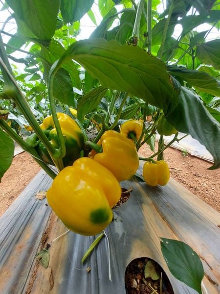 Hệ thống tưới cho cây ớt chuông Năng Suất Cao