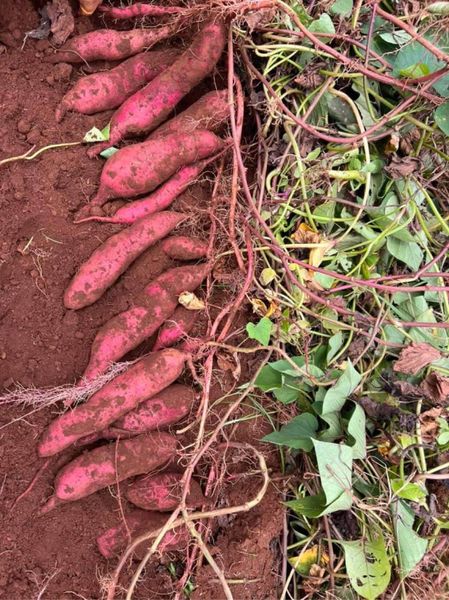 Hệ thống tưới cho khoai lang năng suất cao, củ to đều