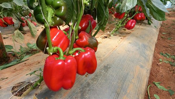 Hệ thống tưới cho cây ớt chuông Năng Suất Cao