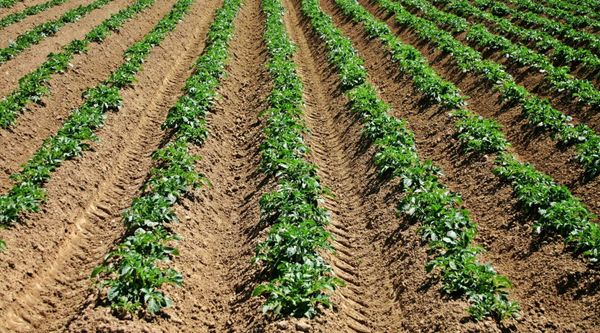 Hệ thống tưới cho khoai lang năng suất cao, củ to đều