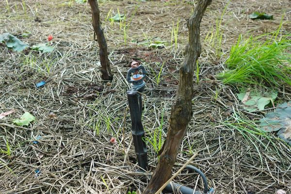 Hệ thống tưới cho cây nho Bù áp