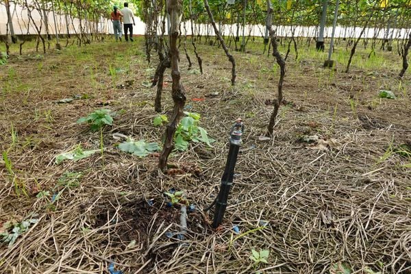 Hệ thống tưới cho cây nho Bù áp