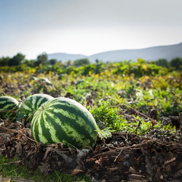 Hệ thống tưới cho cây dưa hấu năng suất cao