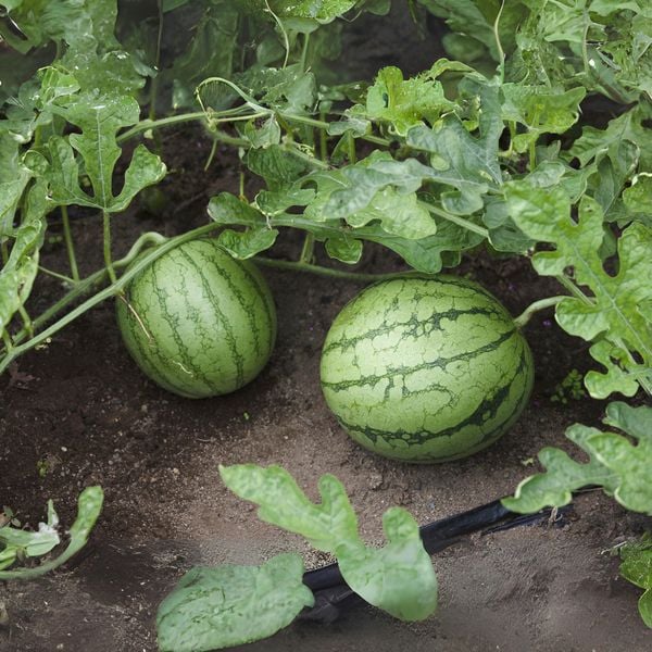 Hệ thống tưới cho cây dưa hấu năng suất cao