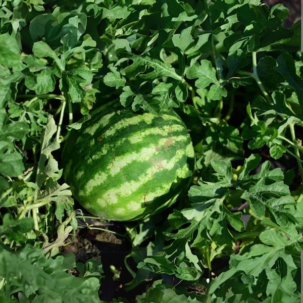 Hệ thống tưới cho cây dưa hấu năng suất cao