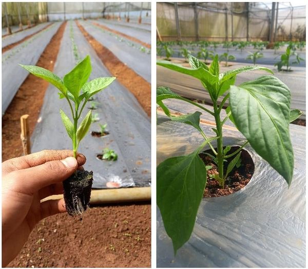 Hệ thống tưới cho cây ớt chuông Năng Suất Cao