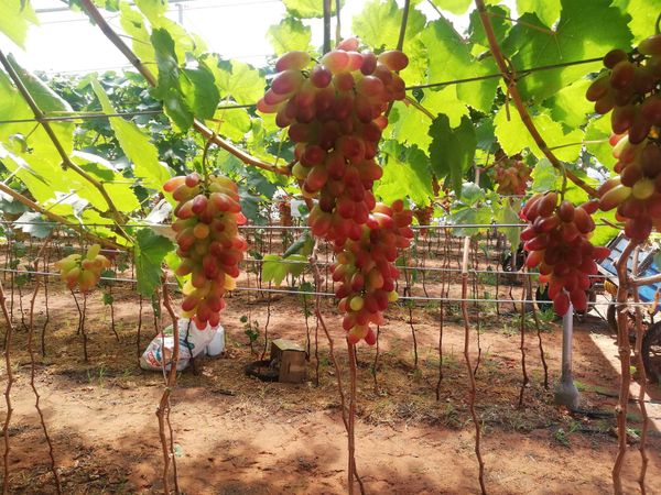 Hệ thống tưới cho cây nho Bù áp