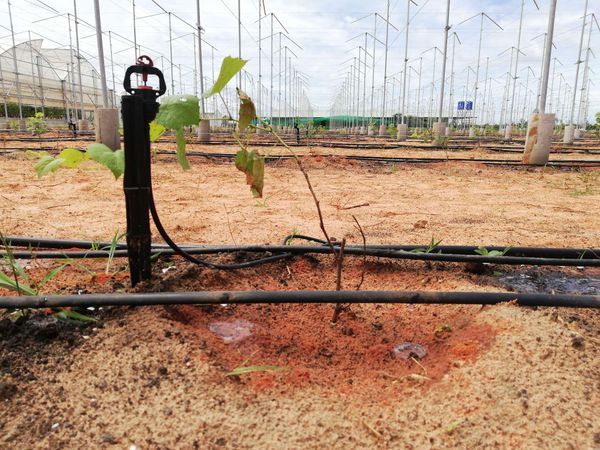 Hệ thống tưới cho cây nho Bù áp