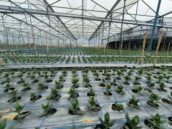 Hệ thống tưới cho cây hoa cát tường năng suất cao