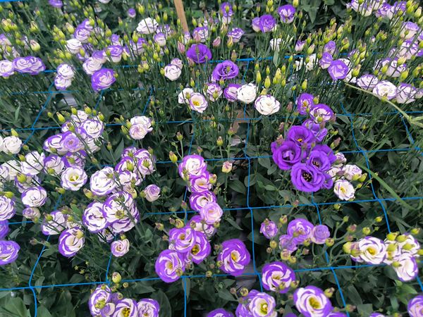 Hệ thống tưới cho cây hoa cát tường năng suất cao