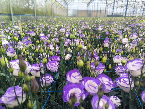 Hệ thống tưới cho cây hoa cát tường năng suất cao