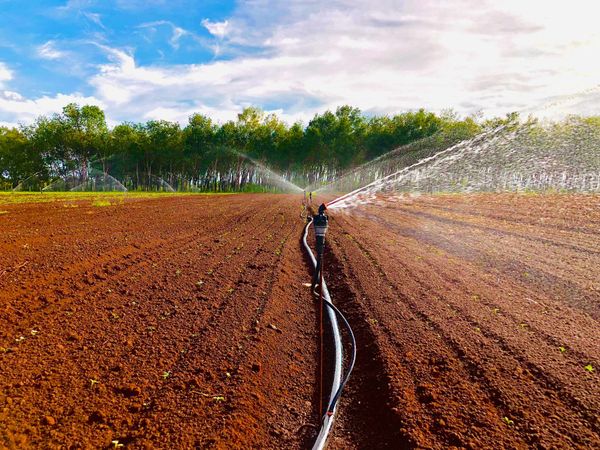 Hệ thống tưới cho cây củ cải Năng Suất Vượt Trội Với Super 10 PC