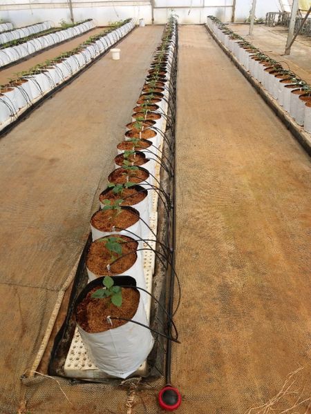 Hệ thống tưới cho cây ớt chuông Năng Suất Cao