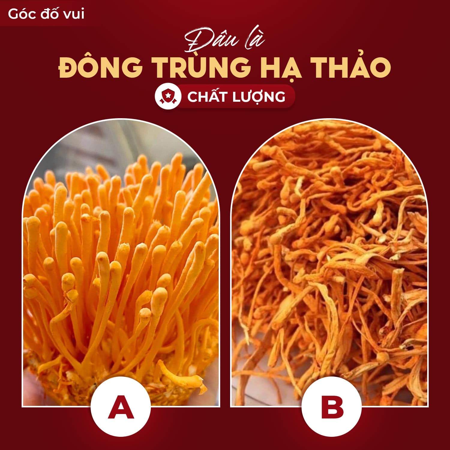 phan biet dong trung ha thao that gia