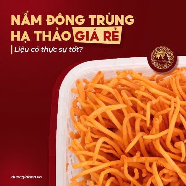 nam dong trung ha thao gia re