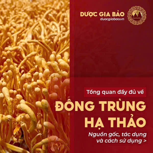 Tong quan ve nam dong trung ha thao