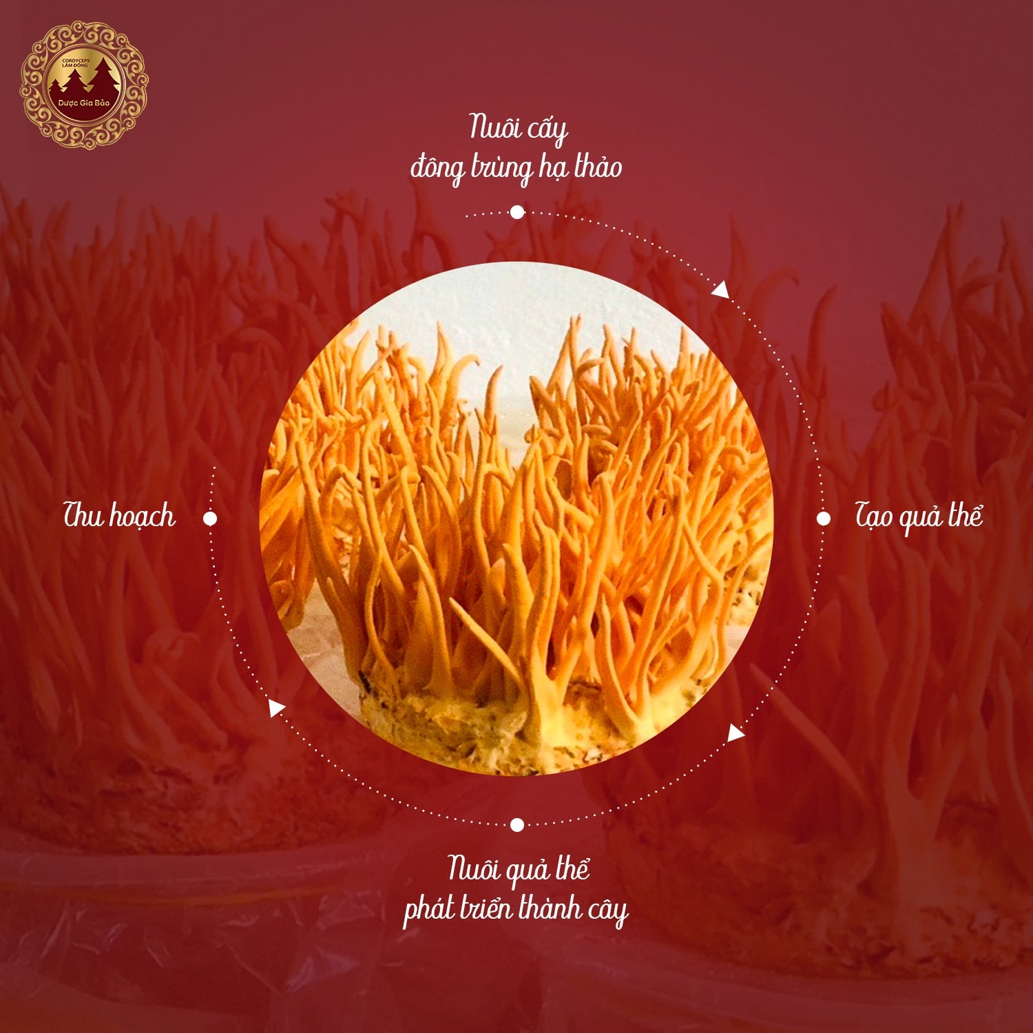 nam dong trung ha thao gia re