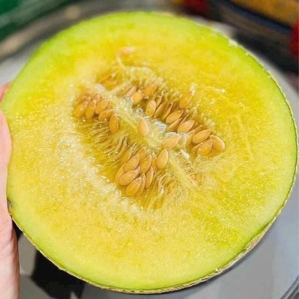 Dưa giống Nhật Musk Melon khi đạt độ chín 7-10 điểm