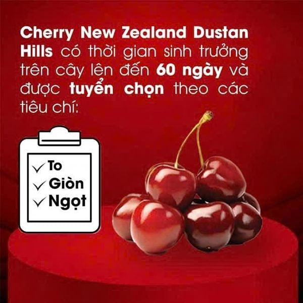 Quả Anh Đào – “Ngôi Sao Mùa Tết 2026”: Giá, Mùa Vụ & Cách Chọn Cherry Ngon