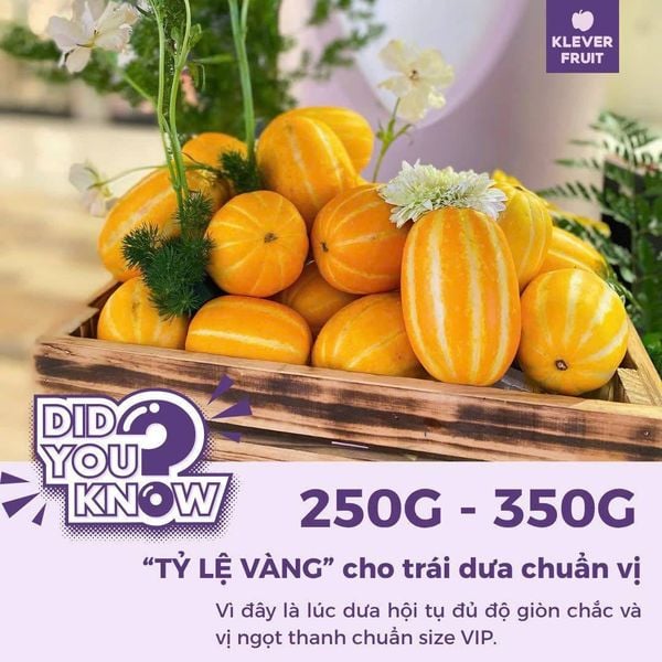 Dưa Lê Vàng Hàn Quốc tại Klever Fruit