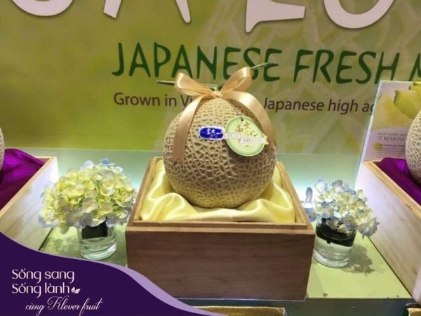 Dưa Lưới Nhật Musk Melon – Biểu Tượng Sang Trọng Và Sự Hoàn Hảo Từ Nhật Bản