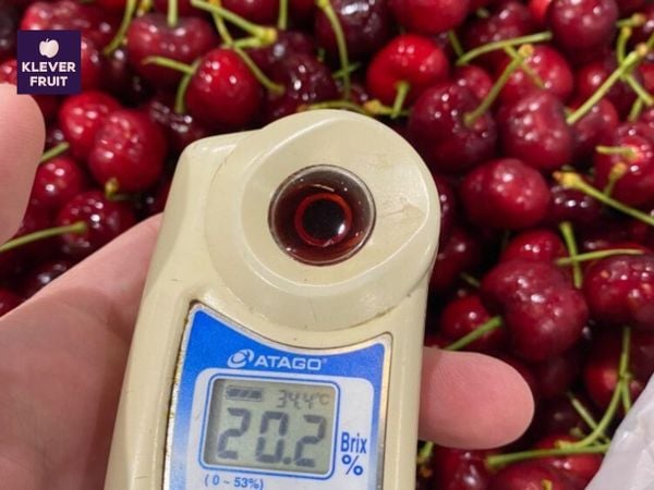 Cherry tại Klever Fruit có độ ngọt cao ngay từ đầu mùa
