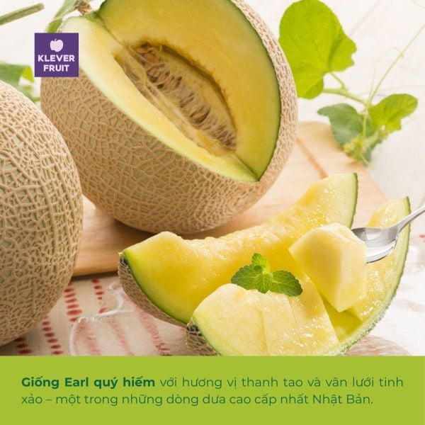 Giống Earl quý hiếm - một trong những giống Dưa cao cấp nhất của Nhật Bản
