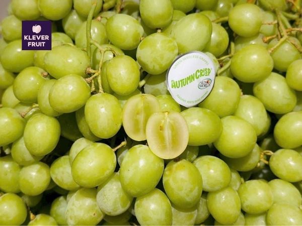 Hội thảo mùa nho Úc 2026: Khi chất lượng, thị trường và lối sống tinh tế cùng hội tụ