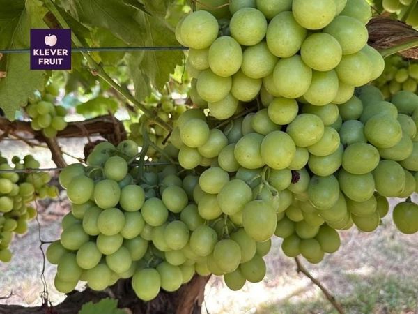 Klever Fruit đón đoàn Hiệp hội Nho tươi Australia: Câu chuyện kết nối từ tâm huyết đến trải nghiệm