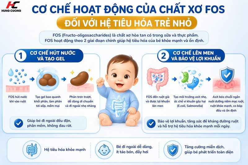 Cơ chế hoạt động của chất xơ FOS