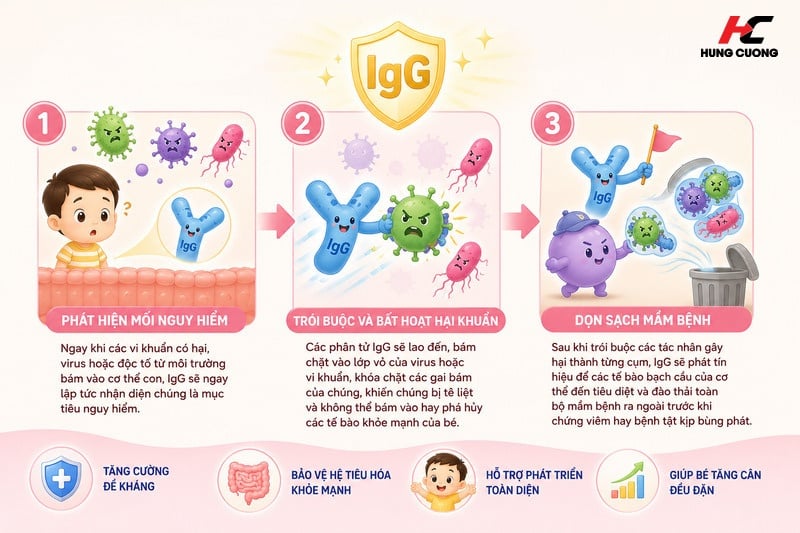 Cơ chế hoạt động của IgG