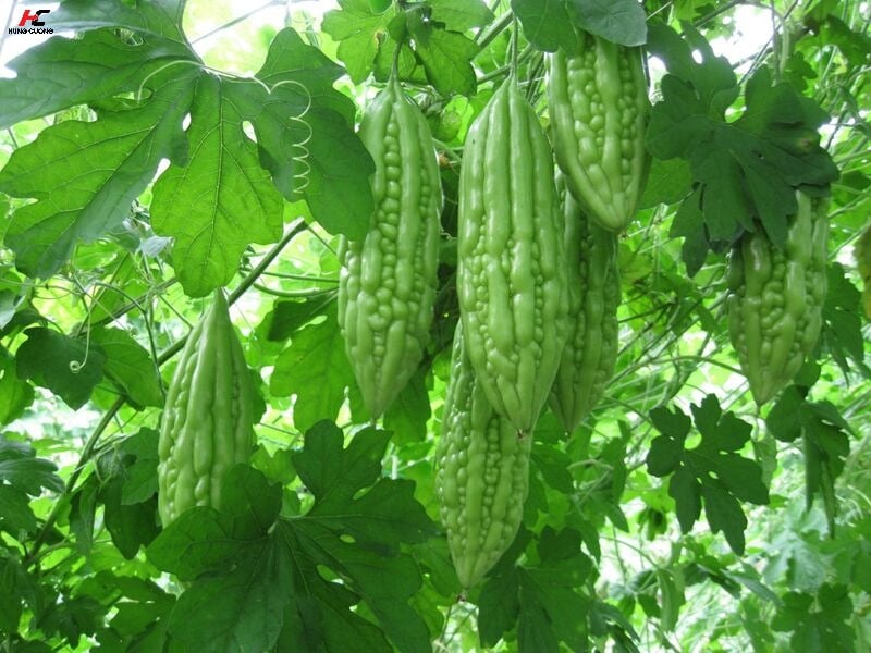 Mướp đắng chín có ăn được không và cách chọn quả chuẩn